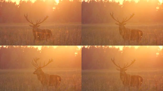 傍晚日落时咆哮的马鹿 (Cervus elaphus)