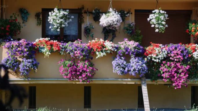 阳台上的花盆。带鲜花的阳台。五颜六色的鲜花盛开在阳台上。露台上盛开的牵牛花，天竺葵，秋海棠和紫花