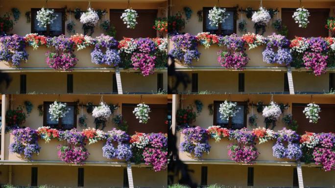 阳台上的花盆。带鲜花的阳台。五颜六色的鲜花盛开在阳台上。露台上盛开的牵牛花，天竺葵，秋海棠和紫花