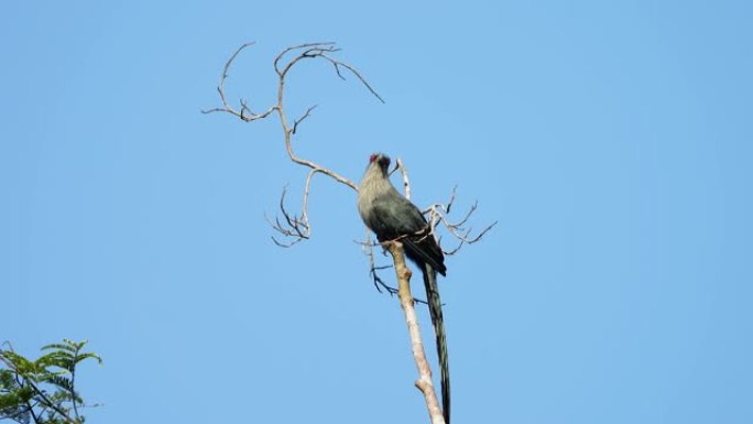 绿嘴的马尔科哈鸟在森林的树上捕捉。