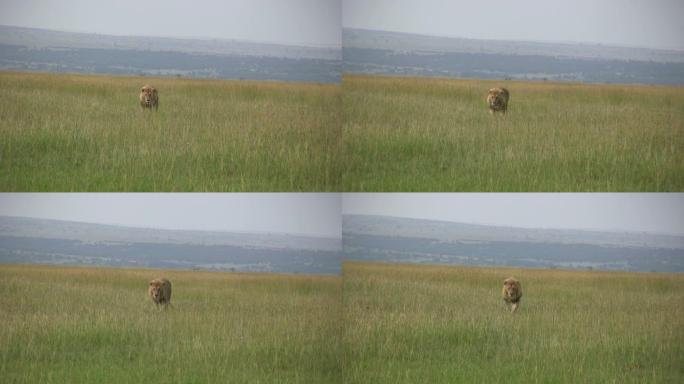 一头棕色的鬃毛狮子急忙走向摄像机。