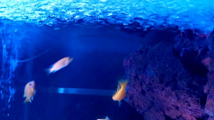 五颜六色的鱼在水箱中游泳，请将其旋转90度以获得垂直构图