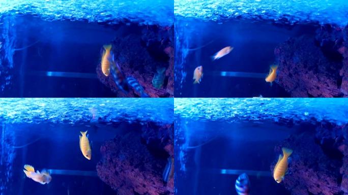五颜六色的鱼在水箱中游泳，请将其旋转90度以获得垂直构图
