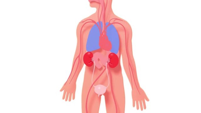 泌尿系统的3d动画在人体的剪影上浮雕。