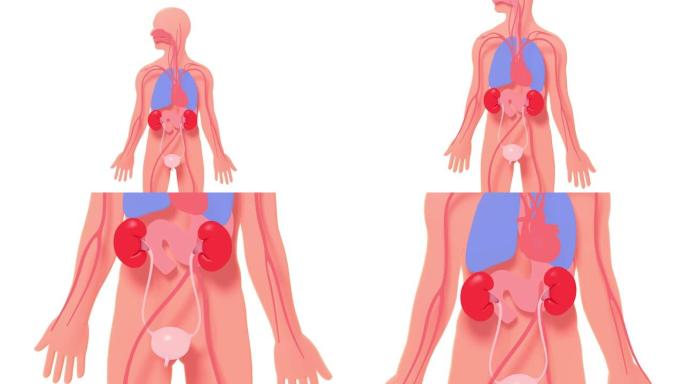 泌尿系统的3d动画在人体的剪影上浮雕。