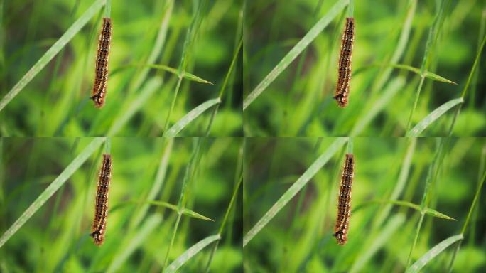 毛毛虫挂在草茎上吃东西的特写镜头。宏观自然镜头。
