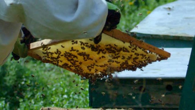 慢动作养蜂人取出蜂窝状的蜜蜂