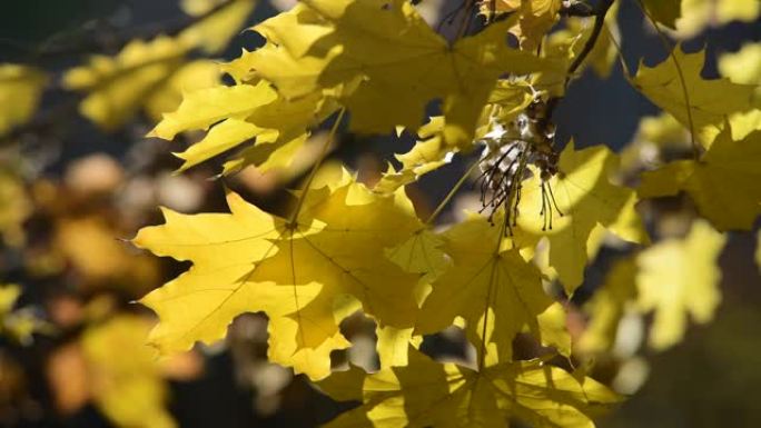 漂亮的黄色橙色红叶自然背景抽象宏观特写秋季4k视频