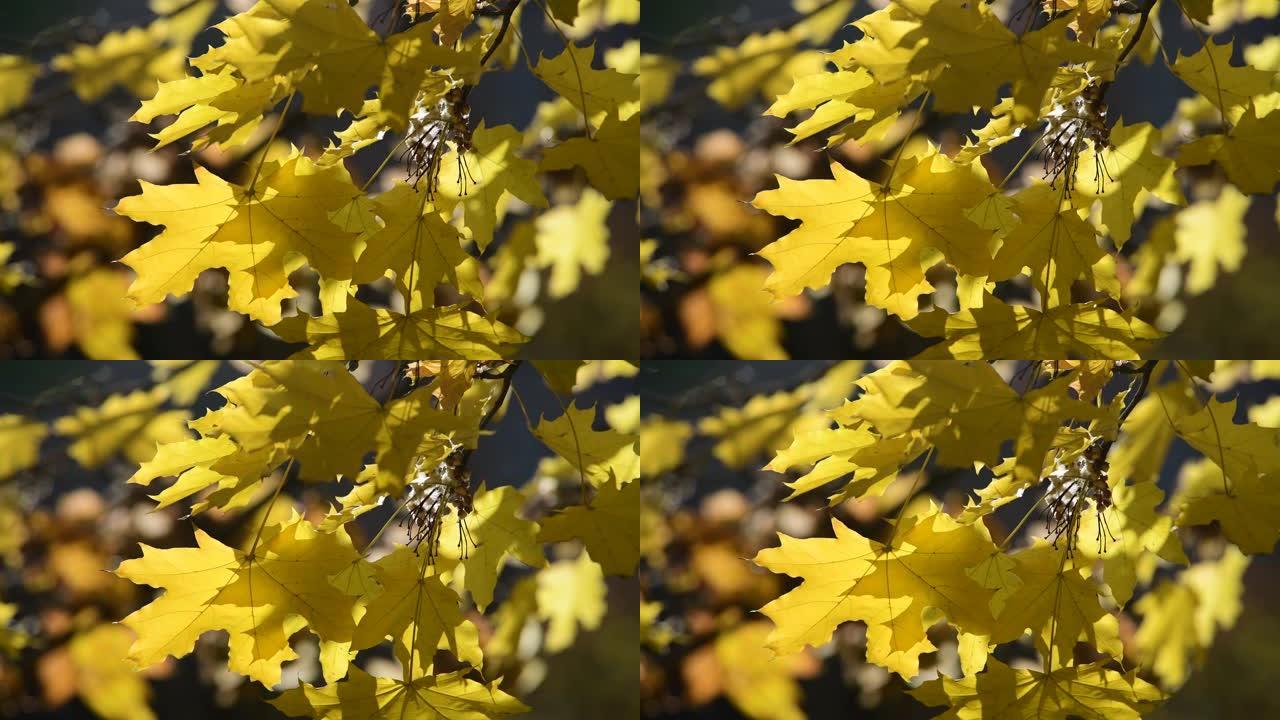 漂亮的黄色橙色红叶自然背景抽象宏观特写秋季4k视频