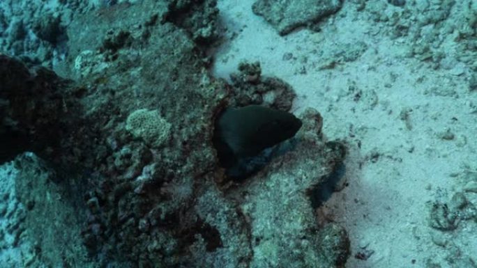 海底珊瑚礁的巨型海鳗鱼