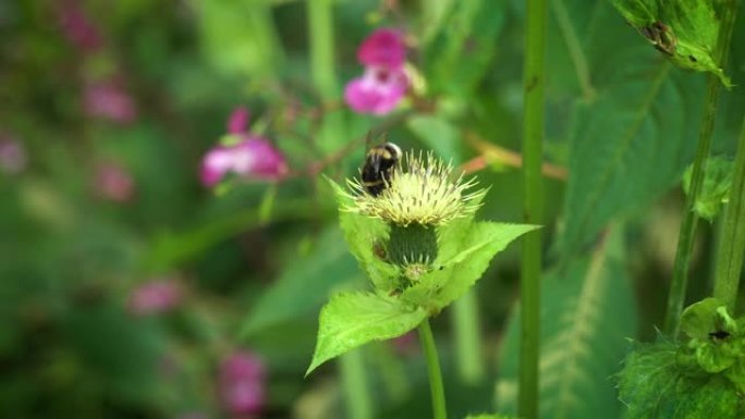 具有蜜蜂授粉的蓟采蜜聚焦动物