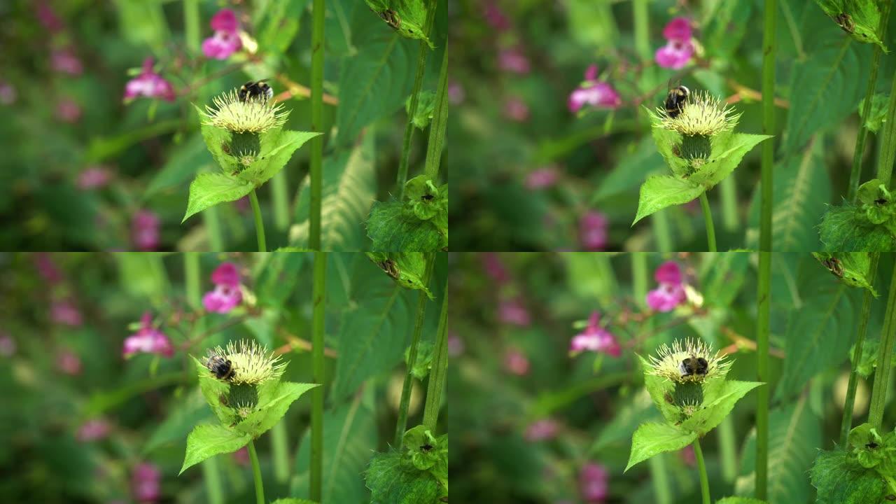 具有蜜蜂授粉的蓟采蜜聚焦动物