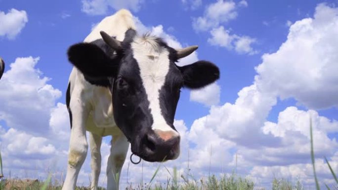 奶牛站在草地上，面对云层的蓝天，4k