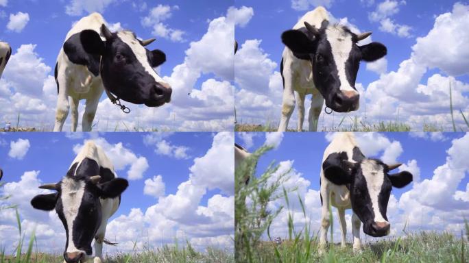 奶牛站在草地上，面对云层的蓝天，4k