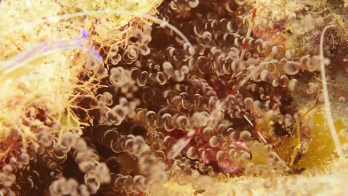 作为库拉索岛周围加勒比海珊瑚礁一部分的捕蟹特写