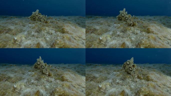 海兔在蓝色的水背景上爬满藻类的岩石底部。裸鳃目或海蛞蝓斑海兔 (Aplysia dactylomel
