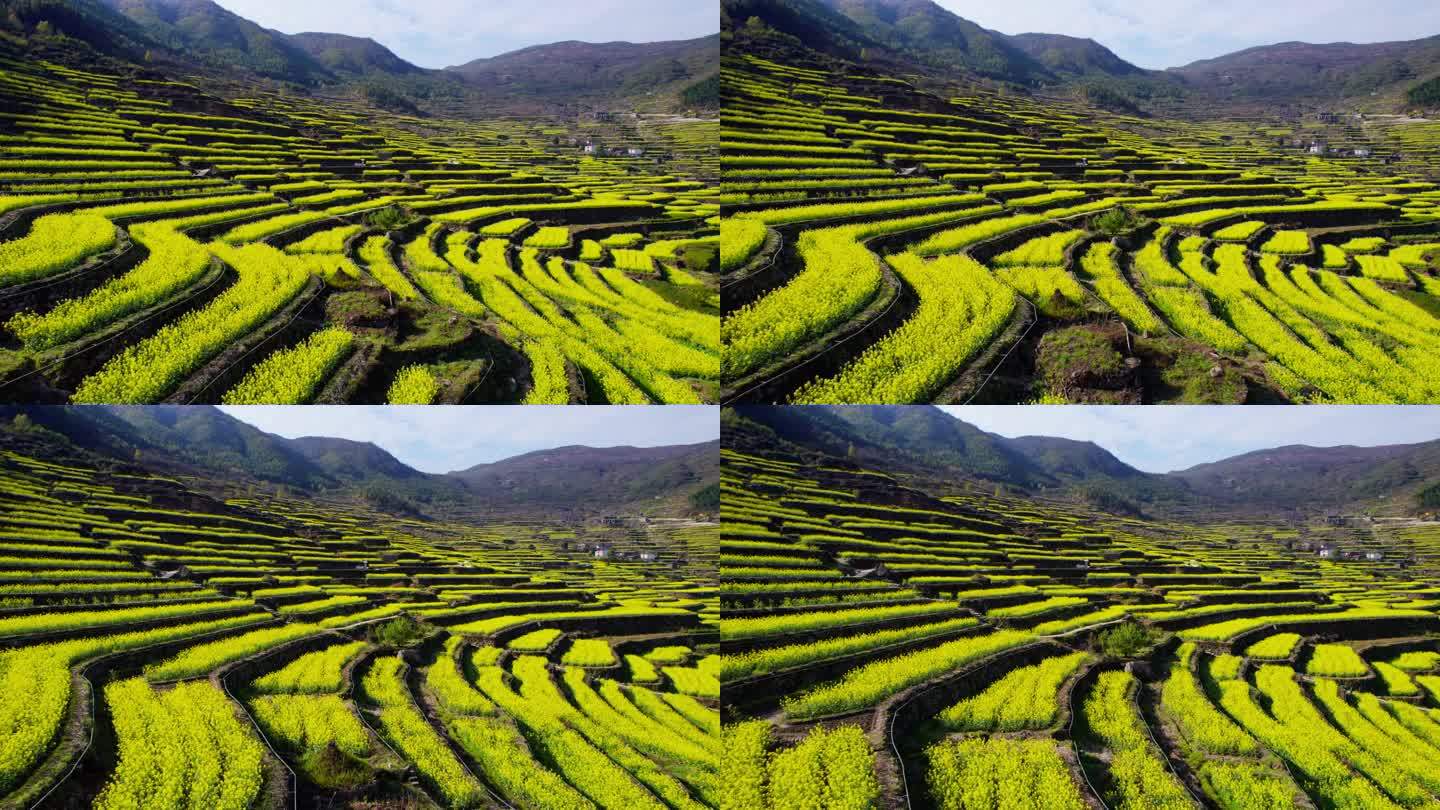 梯田 油菜花 自然村落