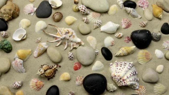 夏季背景-沙滩上的贝壳和石头。起重机开枪。