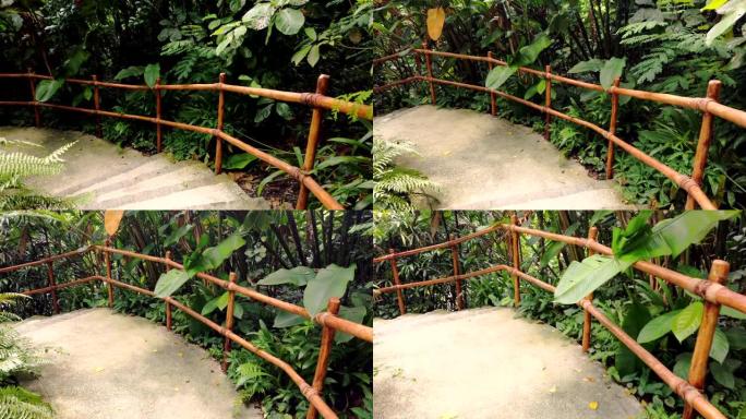 茂密的热带雨林走道，带楼梯和木制竹扶手