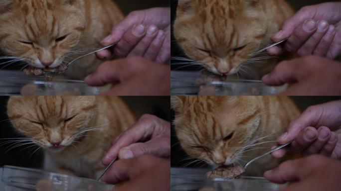 红猫吃勺子里的肉食。照顾宠物