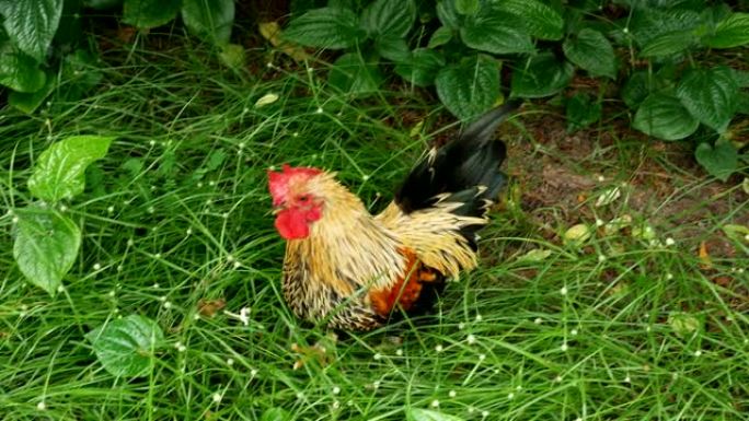 矮脚鸡和乡下的母鸡放松并啄食物。