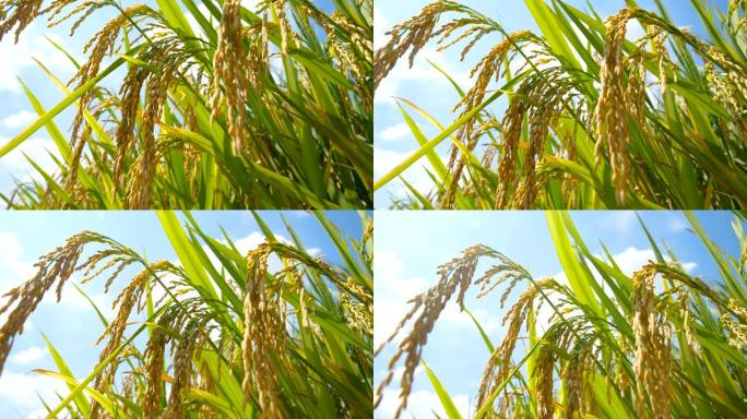 倾斜稻米纤维丰收杂交水稻水稻