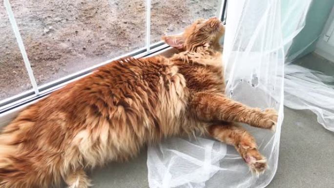 红色大理石缅因库恩猫躺在窗边，靠近白色薄纱窗帘，懒洋洋地洗和玩窗帘