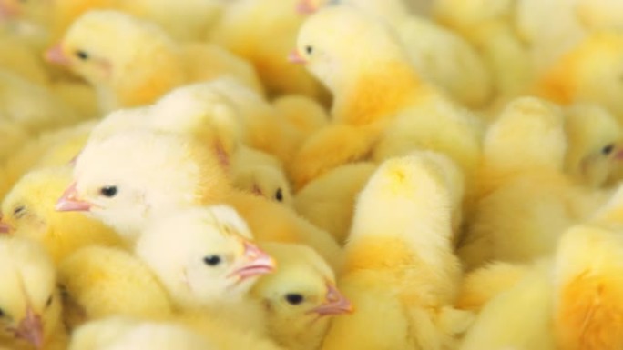 在农业农场饲养家禽和养鸡。许多近距离的鸡在容器中移动。