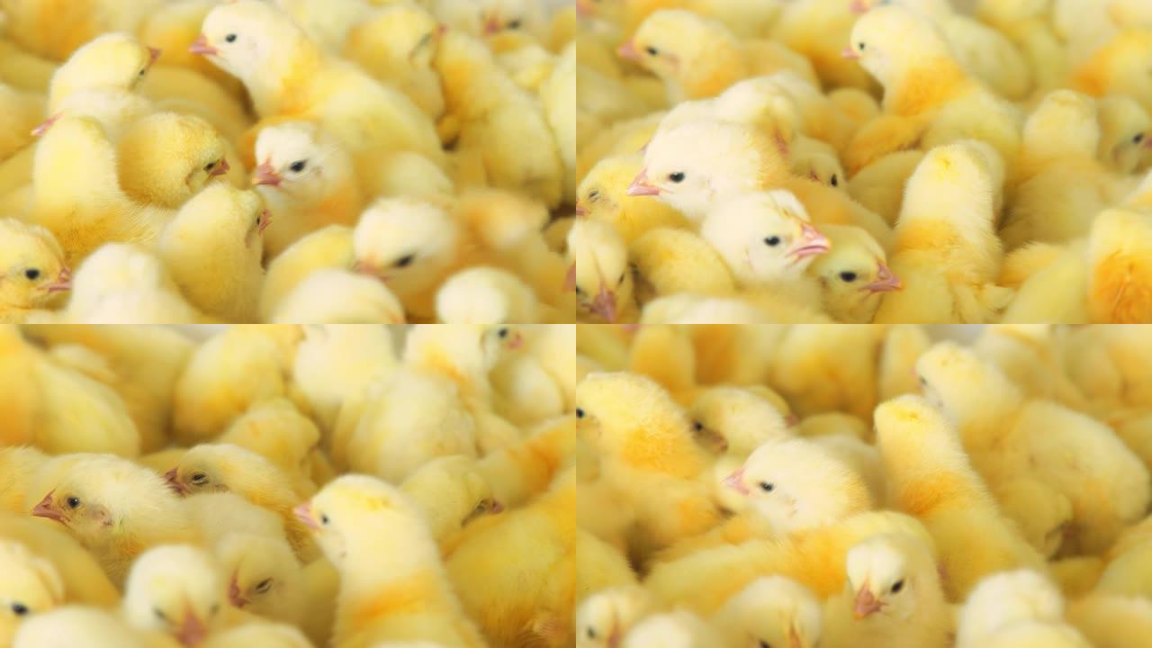 在农业农场饲养家禽和养鸡。许多近距离的鸡在容器中移动。