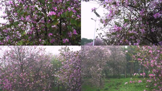 4K拍摄柳州雨中紫荆花W