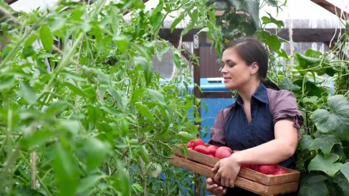 温室中的女人正在收割成熟的健康天然红色西红柿