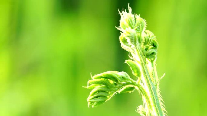 leaf特写空镜头小草绿草草尖绿芽