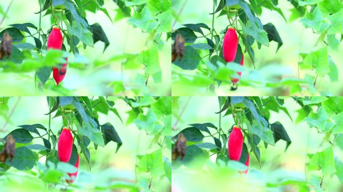 挂在藤上的红熟葫芦，养眼叹气