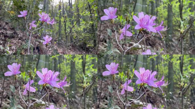 丁香杜鹃花 竹林深处