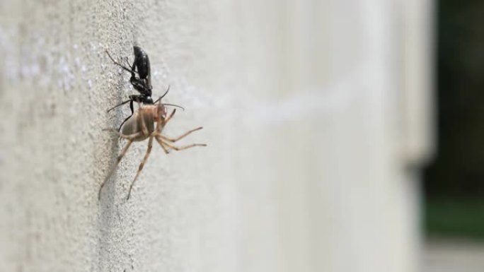 一只黑甲虫在墙上拖着一只死蜘蛛