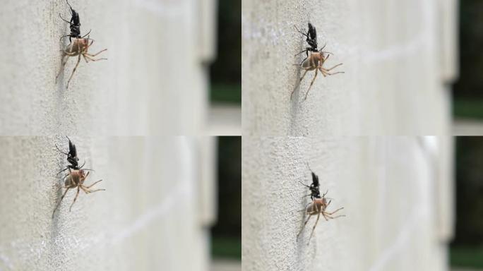 一只黑甲虫在墙上拖着一只死蜘蛛