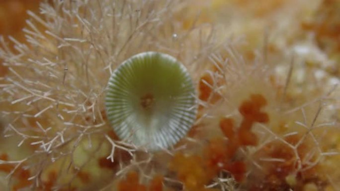 地中海海底的alacabularia绿藻，Platja D'Aro