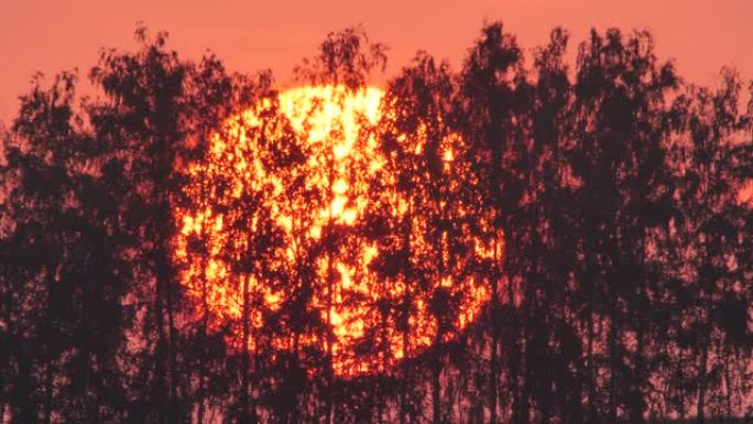 俄罗斯夏季，太阳在树木的背景下落山