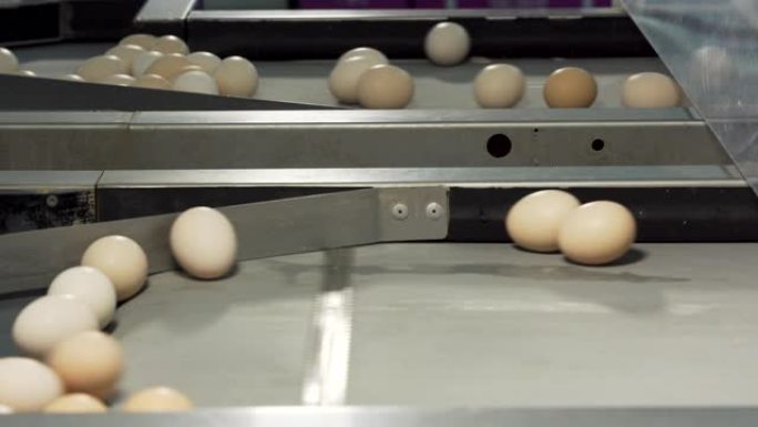 鸡蛋在生产线上移动。新鲜鸡蛋分级分选机。工厂鸡蛋生产。