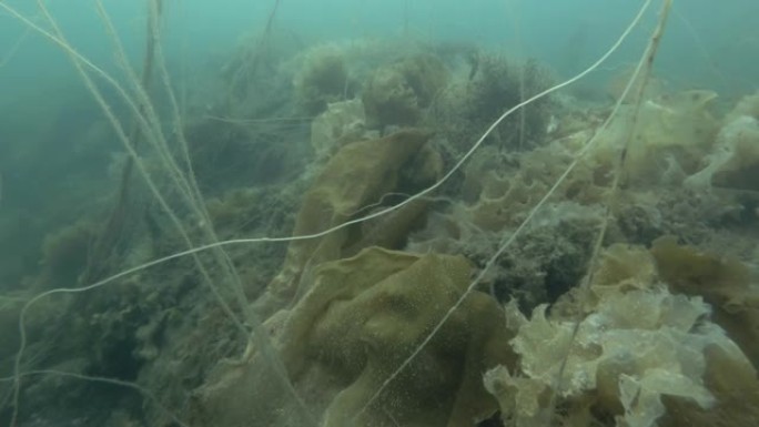 水下景观，海底长满了褐藻猫肠，死人绳或海带 (Chorda filum) 和海带