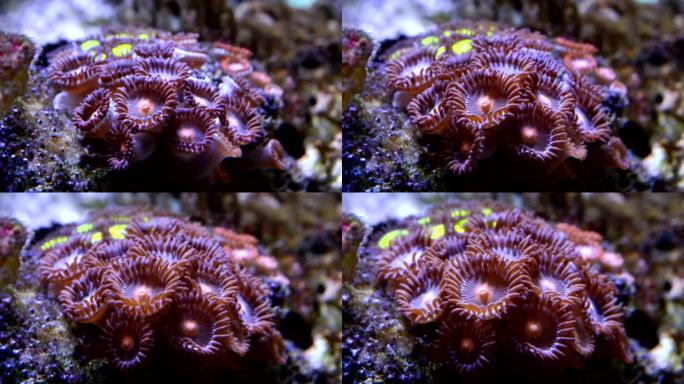 珊瑚礁水族馆水箱中的Zoanthus息肉