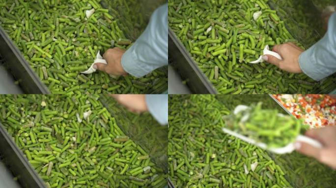 用勺子将雌性手的特写镜头从冷冻容器中倒入一个绿色的冷冻四季豆