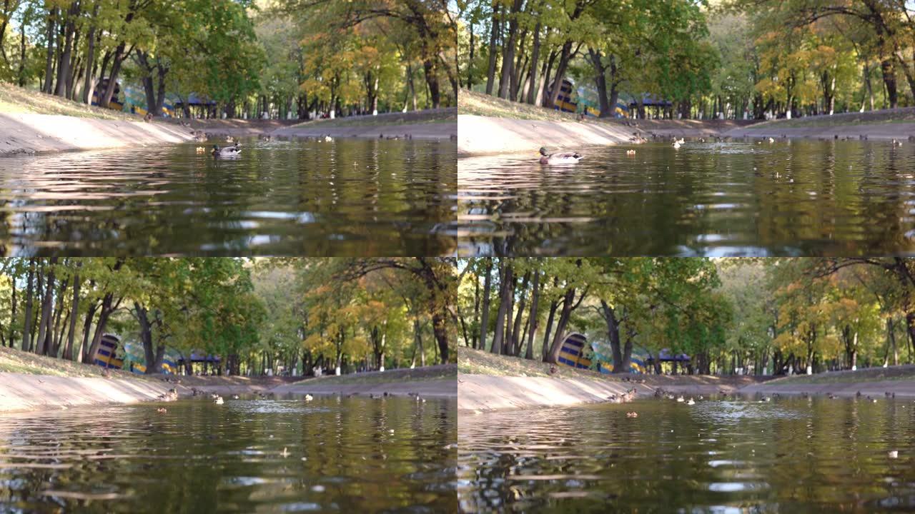 成群的鸭子在池塘里的公园里游泳