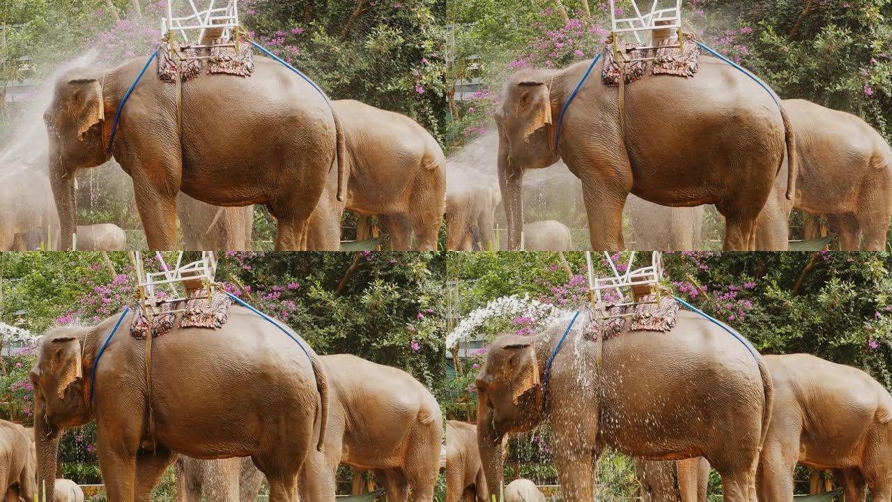 越南的旅游大象在炎热的天气里倒水