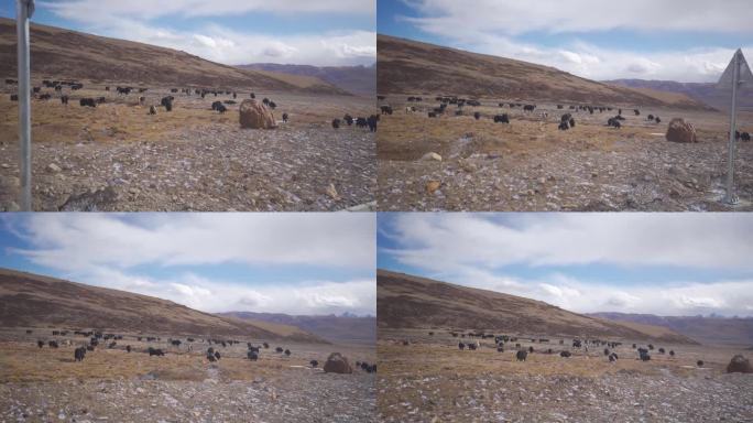 牛群吃草 黑色牦牛 碎石堆 石头