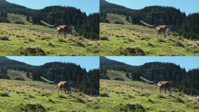 褐牛在高地的一片绿山草地上吃草。慢动作