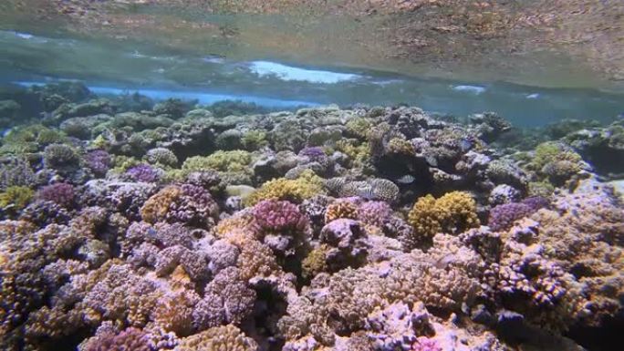 美丽的珊瑚礁上的海洋生物，红海上有很多热带鱼-Marsa Alam