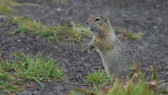 野生动物北极地松鼠吃饼干把食物放在爪子里