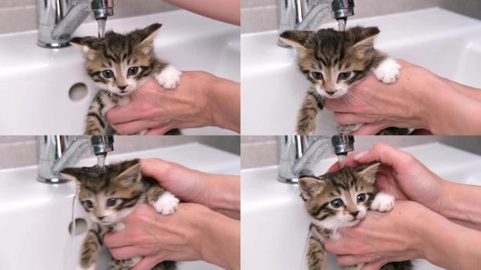 4k有趣的湿条纹虎斑可爱小猫洗澡。清洁宠物。女人的手在水槽里洗小猫。水下猫