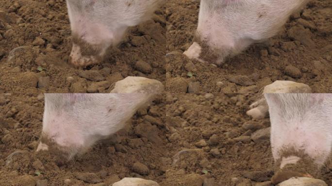 几只猪享有自己的大片土地